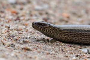 Lyg sapnuočiau, kad pabundu