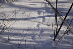 Sengirė budi, sielos nemiega