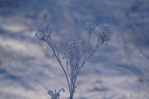 Sengirė budi, sielos nemiega