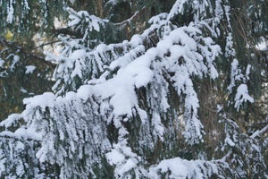 Sengirė budi, sielos nemiega