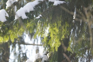 Sengirė budi, sielos nemiega