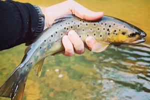 Kaip tenkara pakeitė mano gyvenimą