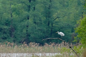 Lyg sapnuočiau, kad pabundu