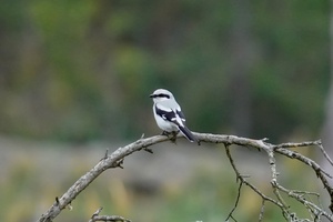 Lyg sapnuočiau, kad pabundu